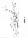 Fig. 08 - ONE-HANDED LOOP TOURNIQUET