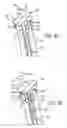 Fig. 08 - Variable tension spine fixation rod