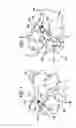 Fig. 02 - Anchoring device for posteriorly attaching adjacent verterbrae