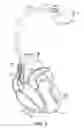 Fig. 07 - System and method for monitoring diastolic function using an implantable medical device