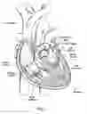 Fig. 02 - Devices, systems, and methods for reshaping a heart valve annulus