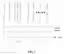 Fig. 03 - Robotic system for synchronously reproducing facial expression and speech and related method thereof