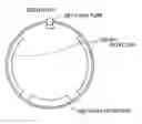 Fig. 01 - PET device