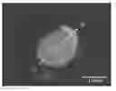 Fig. 01 - TITANIUM DIOXIDE PIGMENT AND METHOD FOR PRODUCING THE SAME