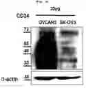Fig. 03 - Method to inhibit cancer targeting CD24