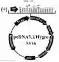 Fig. 14 - Method to inhibit cancer targeting CD24