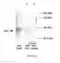 Fig. 03 - Methods and compositions for inhibition of viral replication