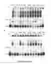 Fig. 04 - Methods and compositions for inhibition of viral replication