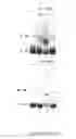 Fig. 05 - Methods and compositions for inhibition of viral replication