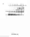 Fig. 06 - Methods and compositions for inhibition of viral replication