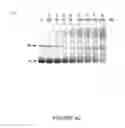 Fig. 08 - Methods and compositions for inhibition of viral replication