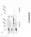 Fig. 15 - Methods and compositions for inhibition of viral replication