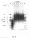 Fig. 07 - Colony-forming unit cell of human chorion and method to obtain and use thereof