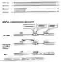 Fig. 01 - MCP-1 SPLICE VARIANTS AND METHODS OF USING SAME