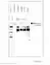 Fig. 04 - Transferrin receptor antibodies