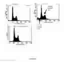 Fig. 10 - Transferrin receptor antibodies