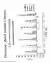 Fig. 15 - Method for treating an autoimmune disease using a soluble CTLA4 molecule and a DMARD or NSAID