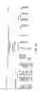 Fig. 78 - Method for treating an autoimmune disease using a soluble CTLA4 molecule and a DMARD or NSAID