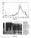 Fig. 11 - NOVEL ANTIBODY MOLECULES AND NUCLEIC ACIDS