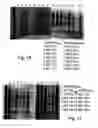 Fig. 13 - NOVEL ANTIBODY MOLECULES AND NUCLEIC ACIDS