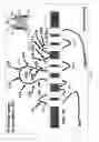 Fig. 02 - Method of reducing phosphate absorption by administering orally an IgY anti-intestinal sodium phosphate cotransporter type 2B antibody