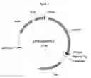 Fig. 02 - Adjuvant compounds