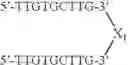 Fig. 124 - Modulation of immunostimulatory properties by small oligonucleotide-based compounds