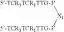 Fig. 131 - Modulation of immunostimulatory properties by small oligonucleotide-based compounds