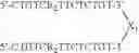 Fig. 33 - Modulation of immunostimulatory properties by small oligonucleotide-based compounds