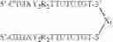 Fig. 41 - Modulation of immunostimulatory properties by small oligonucleotide-based compounds
