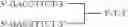 Fig. 49 - Modulation of immunostimulatory properties by small oligonucleotide-based compounds