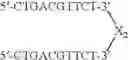 Fig. 83 - Modulation of immunostimulatory properties by small oligonucleotide-based compounds