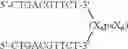 Fig. 90 - Modulation of immunostimulatory properties by small oligonucleotide-based compounds
