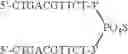 Fig. 92 - Modulation of immunostimulatory properties by small oligonucleotide-based compounds