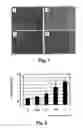 Fig. 02 - Promoter of differentiation and keratinization of epidermic cell and functional beverage/food for promotion of keratinization of epidermis