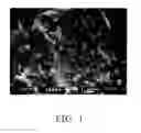 Fig. 02 - Poly (lactic acid) resin composition for preparing transparent and impact-resistant article, article prepared therefrom and preparation process thereof