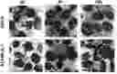 Fig. 01 - PLATELET STABILIZATION
