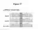 Fig. 28 - Pluripotent cell lines and methods of use thereof