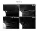Fig. 33 - Pluripotent cell lines and methods of use thereof