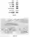 Fig. 07 - Artificial three-dimensional microenvironment niche culture