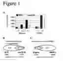 Fig. 02 - METHOD FOR PREDICTING THE RESPONSE OF A SUBJECT SUFFERING FROM A VIRAL INFECTION OF THE LIVER TO AN ANTIVIRAL THERAPY