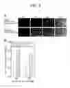 Fig. 09 - NOVEL PROTEIN EXPRESSION SYSTEM