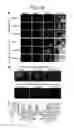 Fig. 10 - NOVEL PROTEIN EXPRESSION SYSTEM