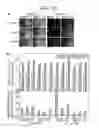 Fig. 11 - NOVEL PROTEIN EXPRESSION SYSTEM