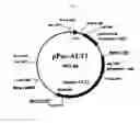 Fig. 02 - Method of producing heterogeneous protein