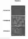 Fig. 07 - Infectious clones