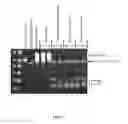 Fig. 09 - RNase H-based assays utilizing modified RNA monomers