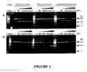 Fig. 03 - OBLIGATE HETERODIMER MEGANUCLEASES AND USES THEREOF