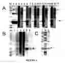 Fig. 06 - OBLIGATE HETERODIMER MEGANUCLEASES AND USES THEREOF