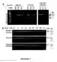 Fig. 09 - OBLIGATE HETERODIMER MEGANUCLEASES AND USES THEREOF